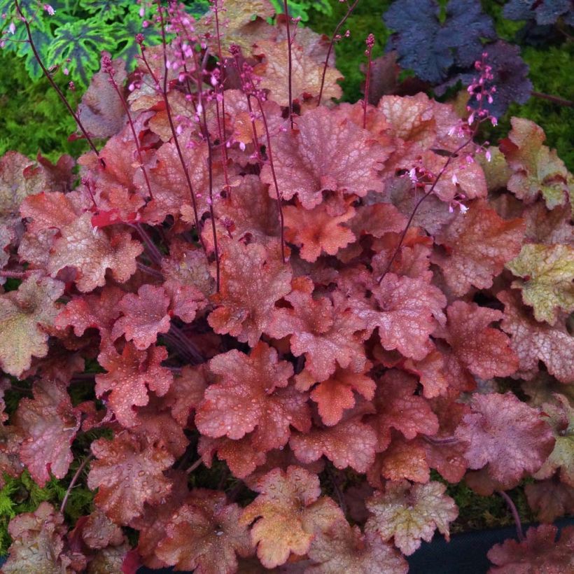 Heuchera Indian Summer Cranberry (Follaje)