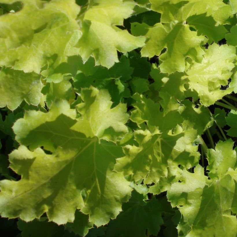 Heuchera Lime Rickey (Follaje)