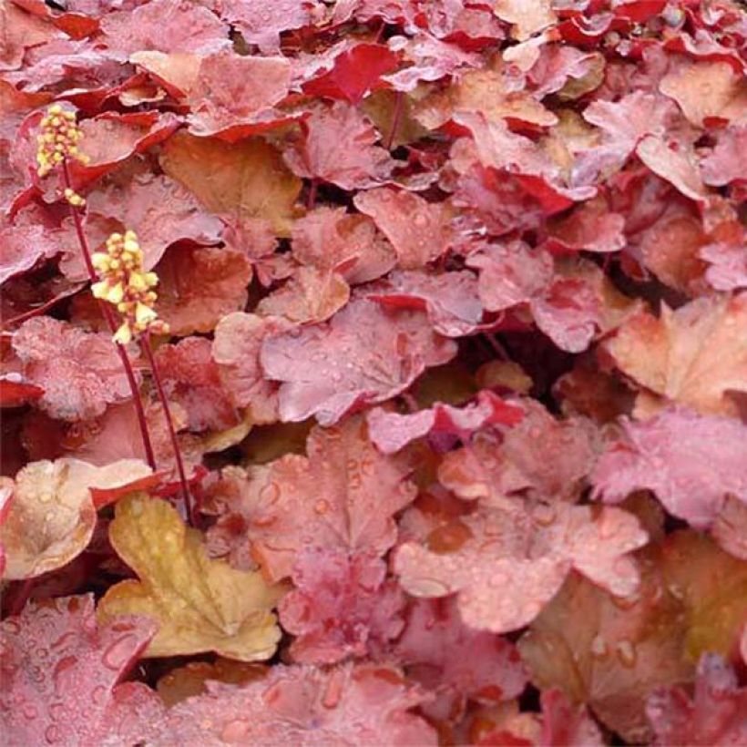 Heuchera Little Cutie Blondie (Follaje)