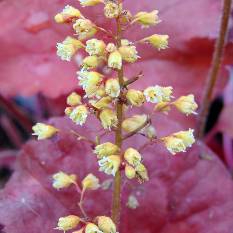 Heuchera Little Cutie Blondie (Floración)