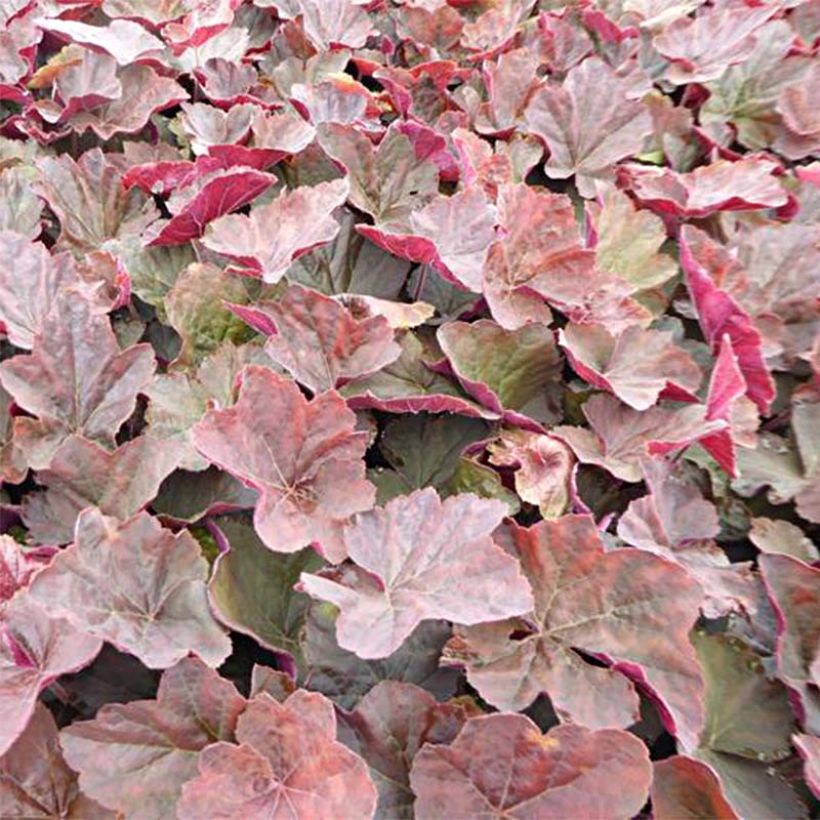 Heuchera villosa Magnum (Follaje)