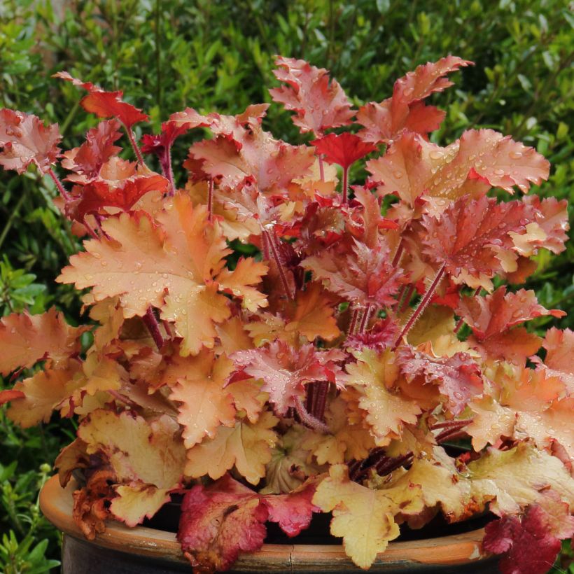 Heuchera Marmelade (Porte)