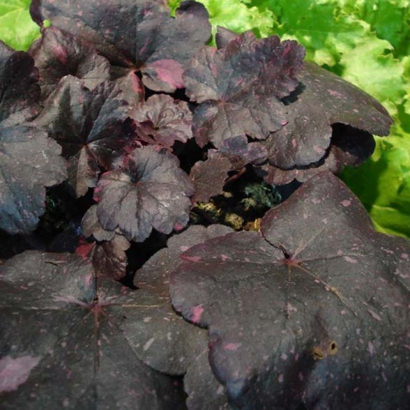 Heuchera Midnight Rose (Follaje)