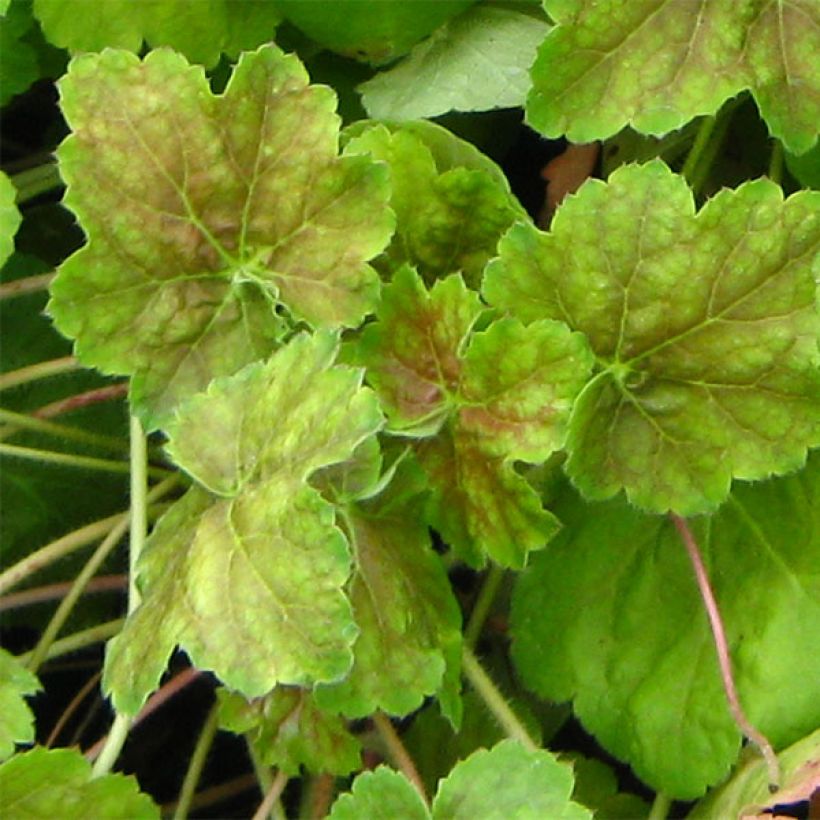 Heuchera Miracle (Follaje)