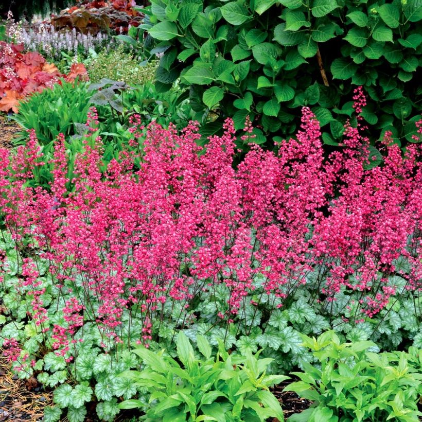 Heuchera Paris (Porte)