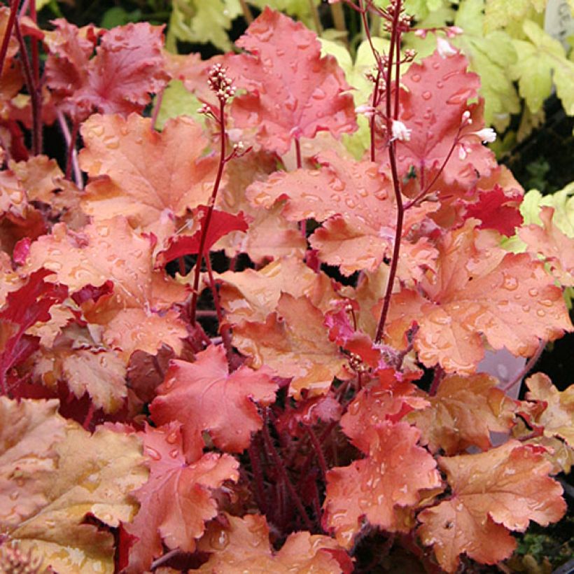 Heuchera Peach Crisp (Follaje)