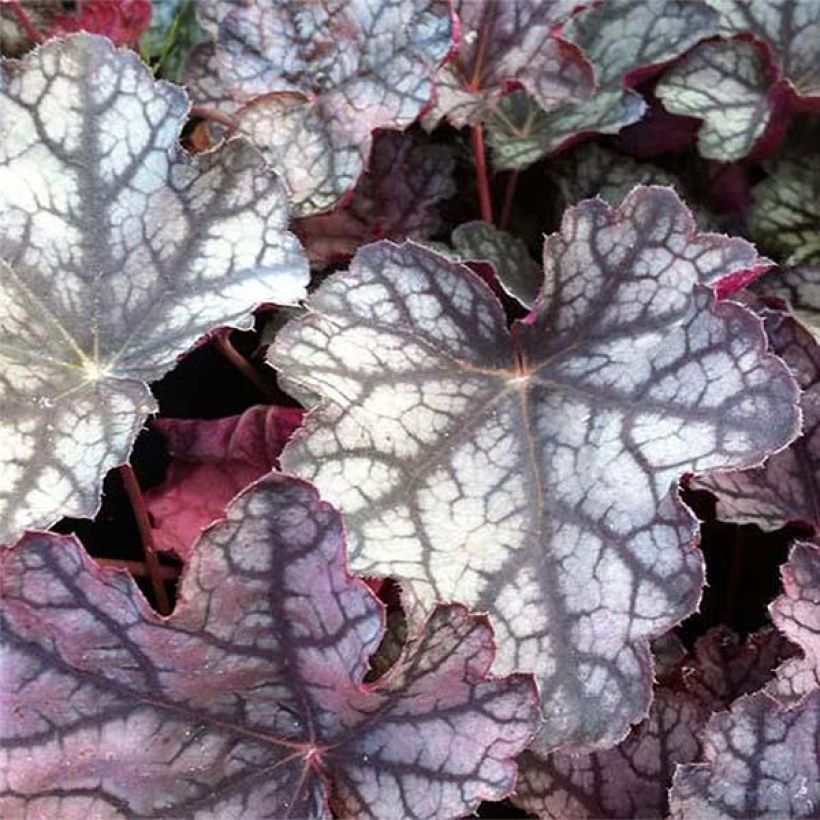 Heuchera Pewter Moon (Follaje)