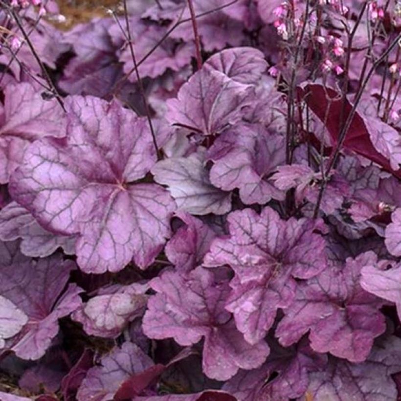 Heuchera Pink Panther (Follaje)