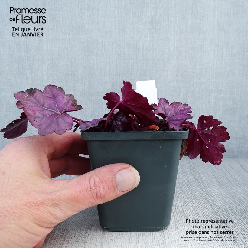 Heuchera Pink Panther - Heuchère Godet de 9cm Ejemplar entregado en invierno