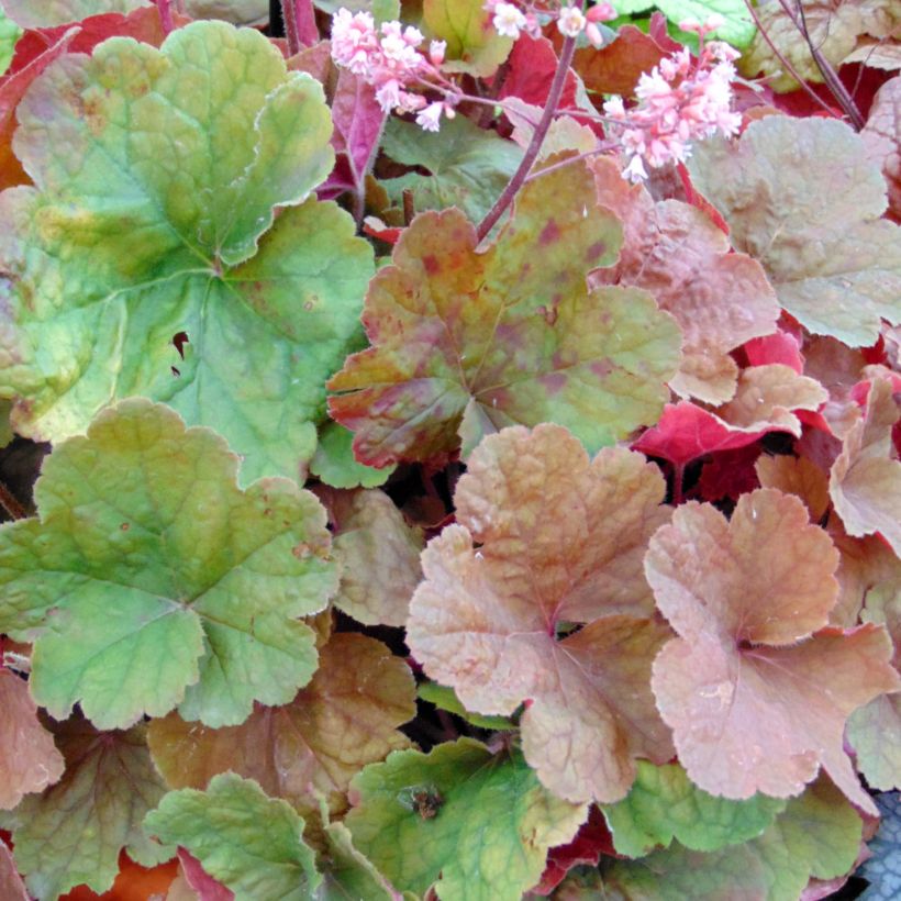 Heuchera Pink Pearls (Follaje)