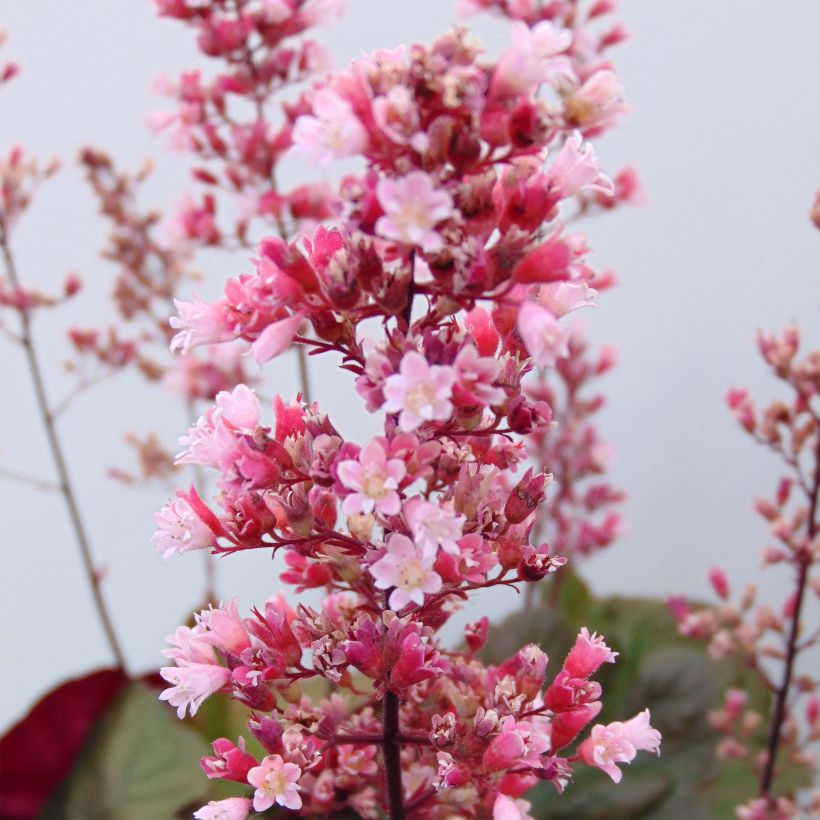 Heuchera Pink Pearls (Floración)