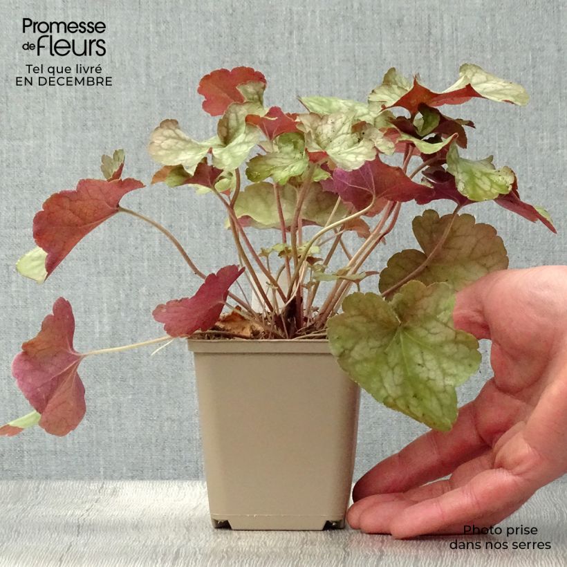 Heuchère - Heuchera Pinot Gris Godet de 9cm Ejemplar entregado en invierno