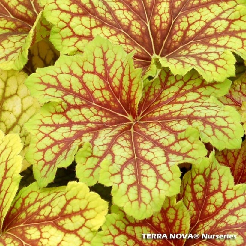 Heuchera Red Lightning (Follaje)