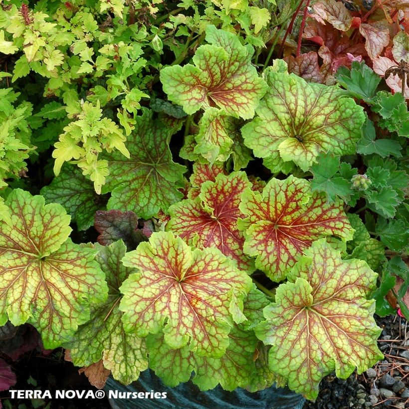 Heuchera Red Lightning (Porte)