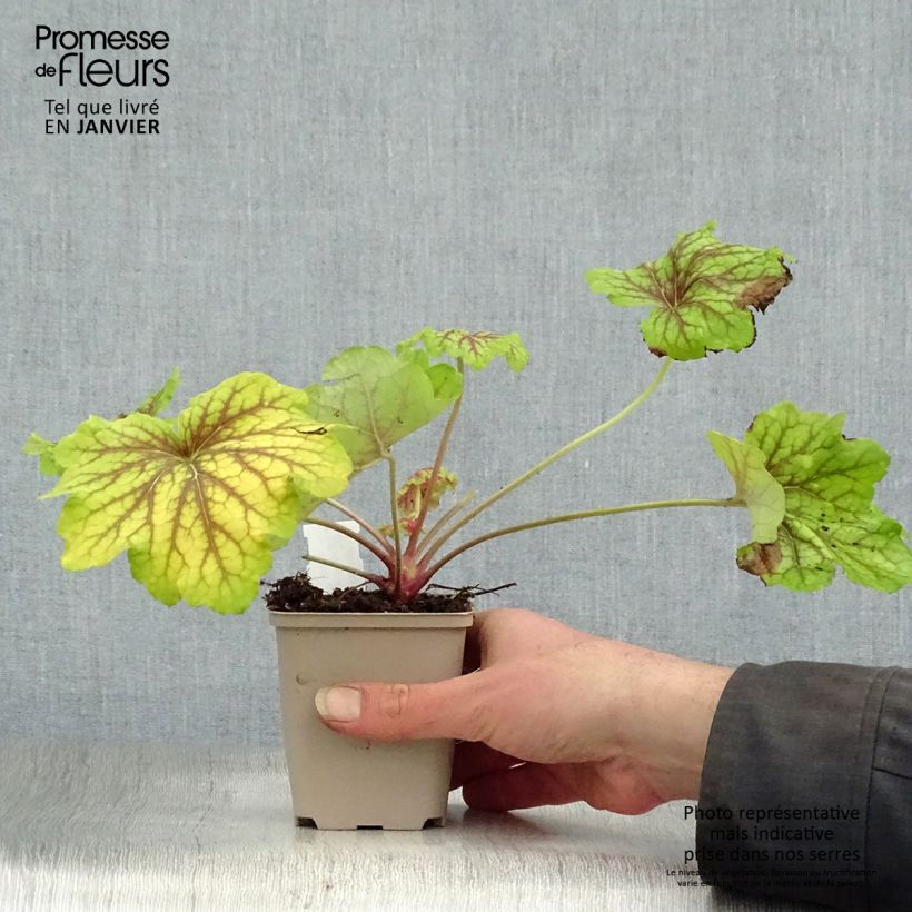 Heuchera Red Lightning - Heuchère Godet de 9cm Ejemplar entregado en invierno