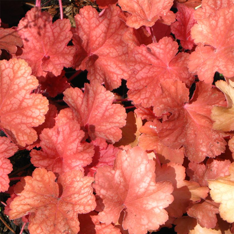 Heuchera Rio (Follaje)