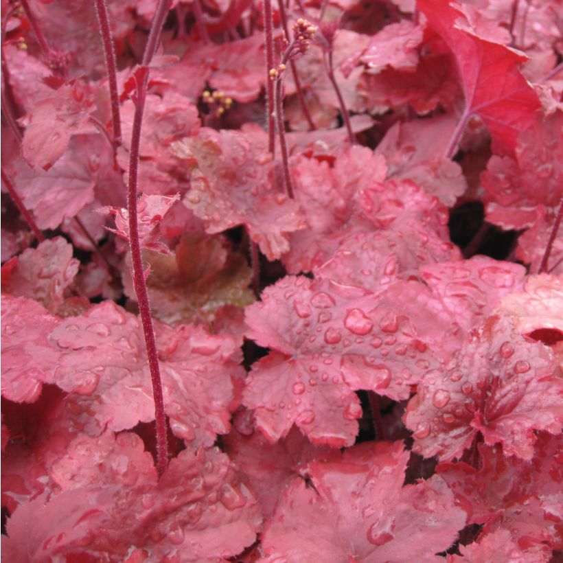 Heuchera Root Beer (Follaje)