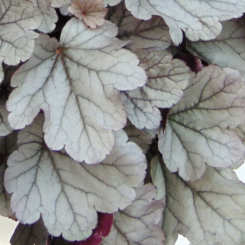 Heuchera Silver Gumdrop (Follaje)