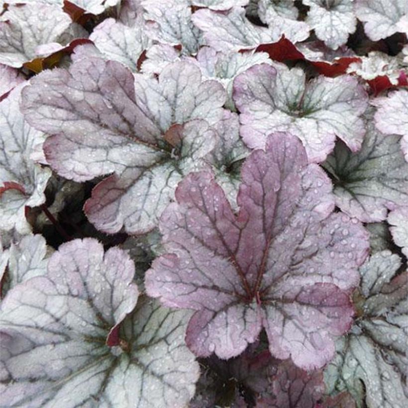 Heuchera Sloeberry (Follaje)