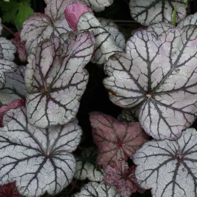 Heuchera Sugar Plum (Follaje)