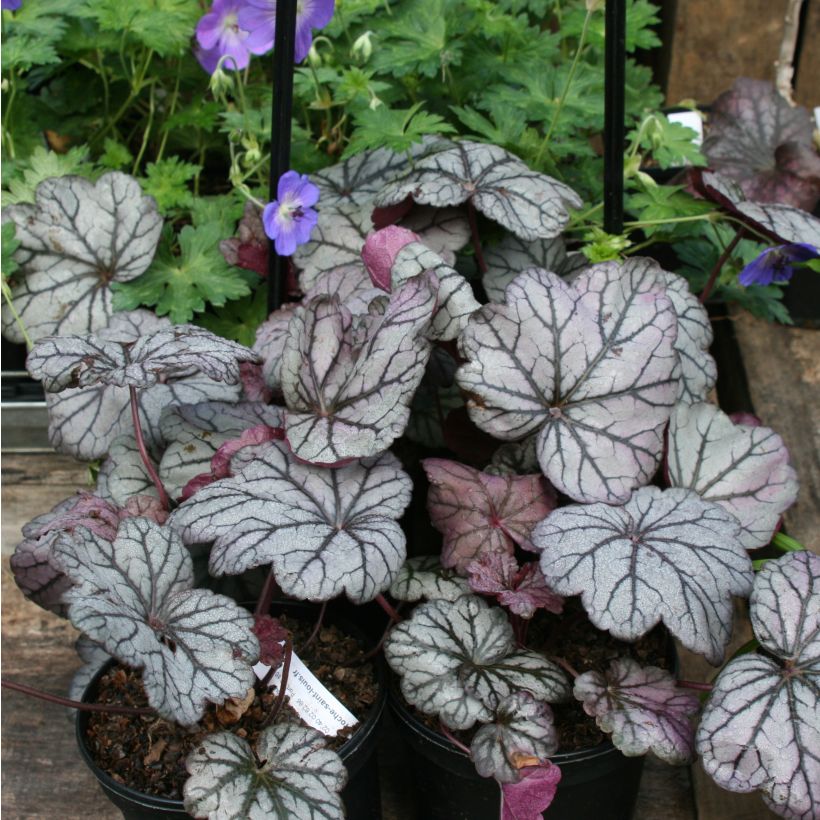 Heuchera Sugar Plum (Porte)