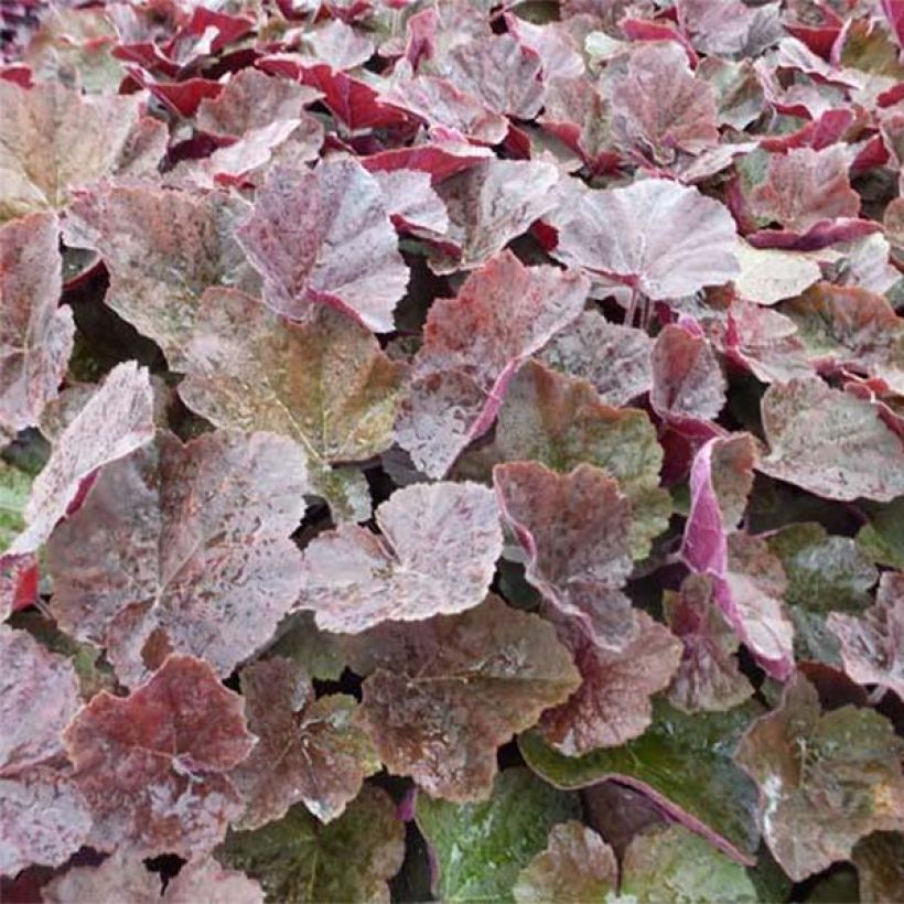 Heuchera XXL (Follaje)