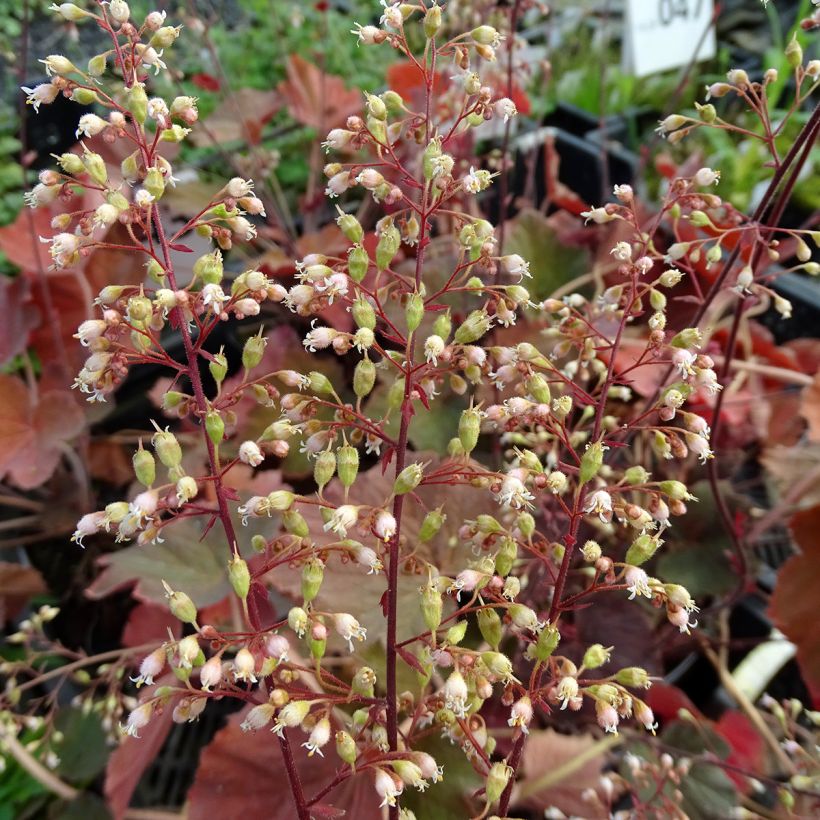 Heuchera XXL (Floración)