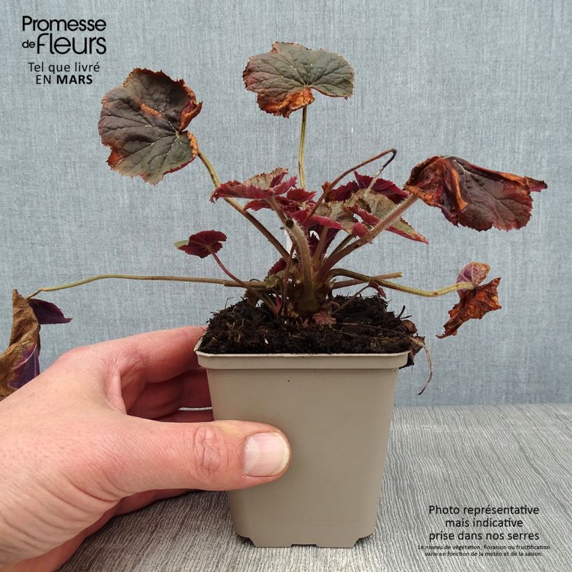 Heuchera XXL - Heuchère Godet de 9cm Ejemplar entregado en invierno