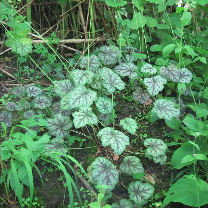 Heuchera americana Dale s Strain (Porte)