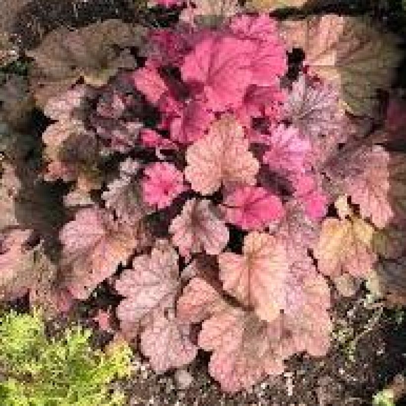 Heuchera Berry Smoothie (Porte)