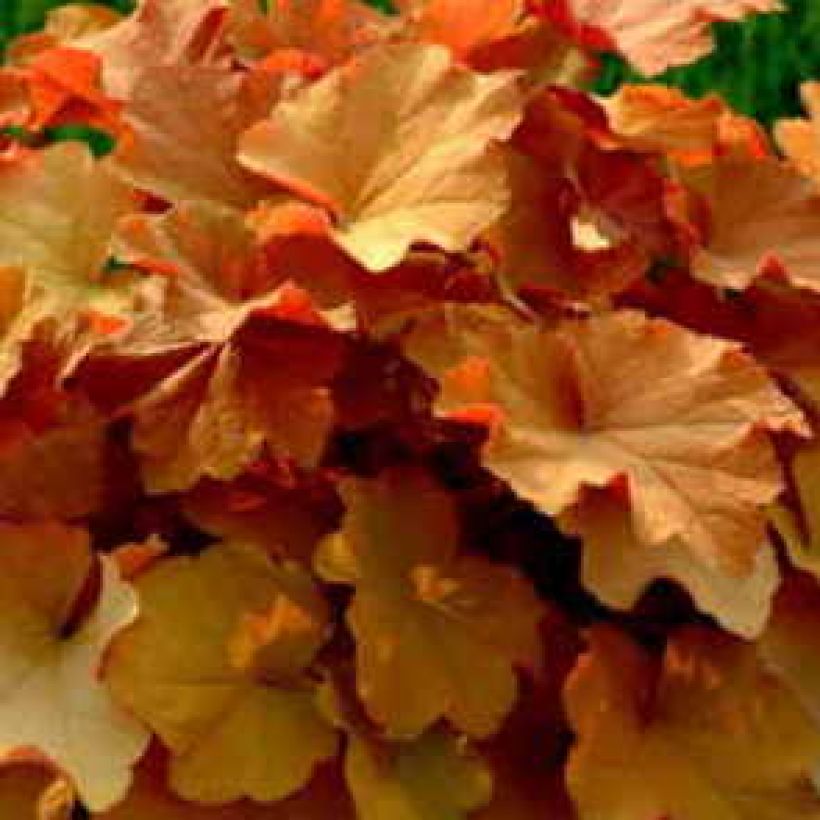 Heuchera Caramel (Follaje)