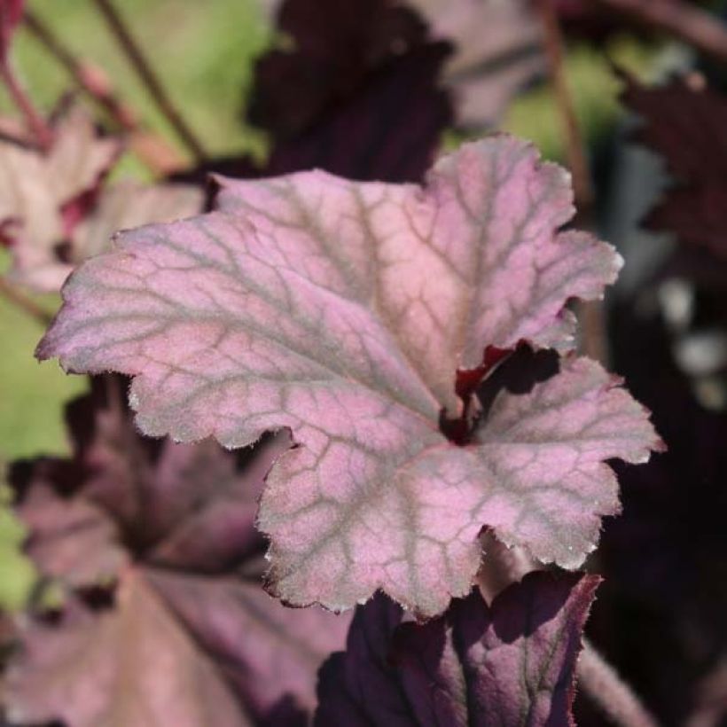 Heuchera Plum Pudding (Porte)