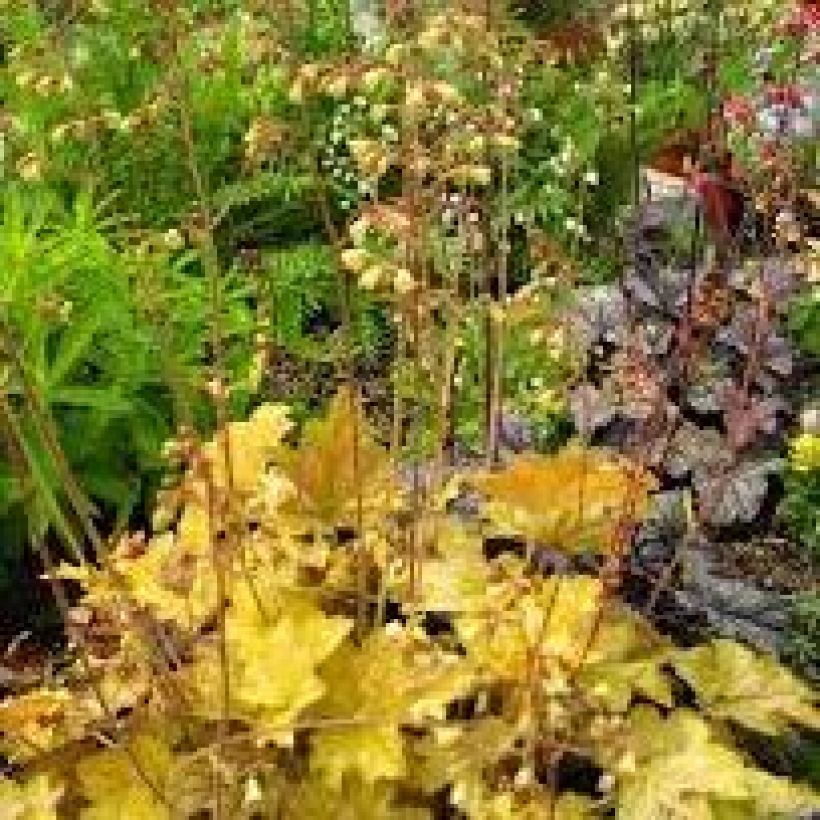 Heuchera Ginger Ale (Porte)