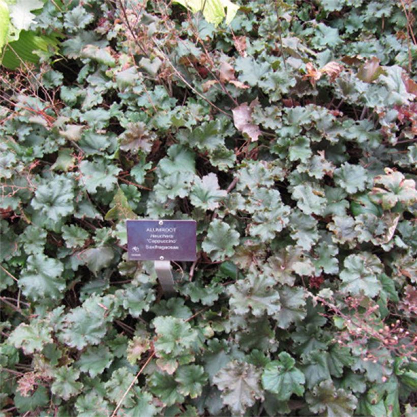 Heuchera micrantha Cappuccino (Floración)