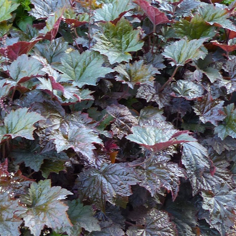 Heuchera micrantha var.diversifolia Palace Purple (Follaje)