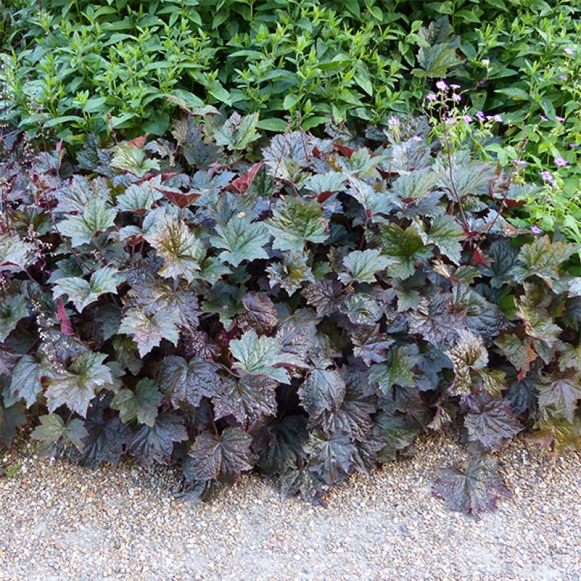 Heuchera micrantha var.diversifolia Palace Purple (Porte)