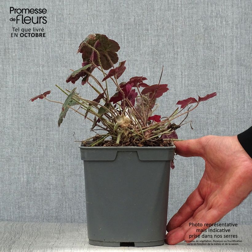 Ejemplar de Heuchera micrantha Palace Purple - Heuchère pourpre en pot de 2L/3L entregado en otoño