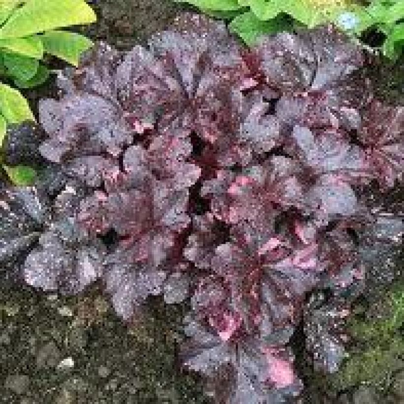 Heuchera Midnight Rose (Porte)