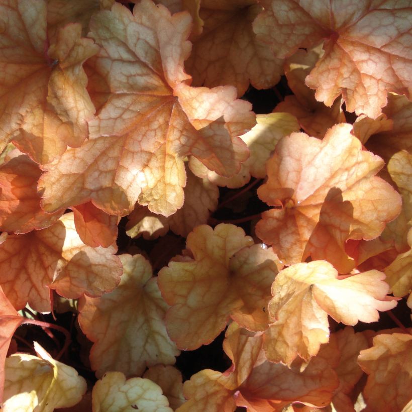 Heuchera Paprika (Follaje)