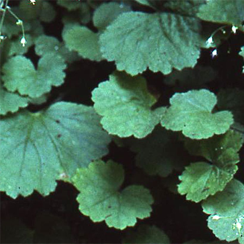 Heuchera parvifolia var. nivalis (Follaje)