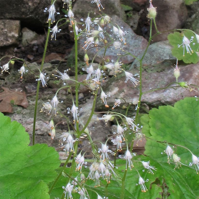 Heuchera parvifolia var. nivalis (Floración)