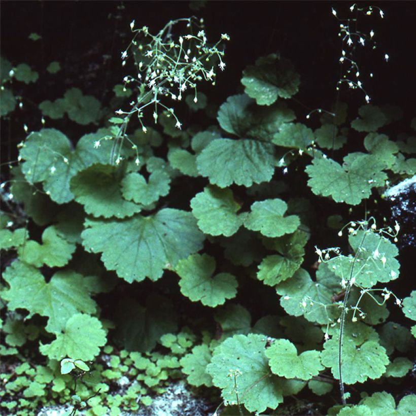 Heuchera parvifolia var. nivalis (Porte)