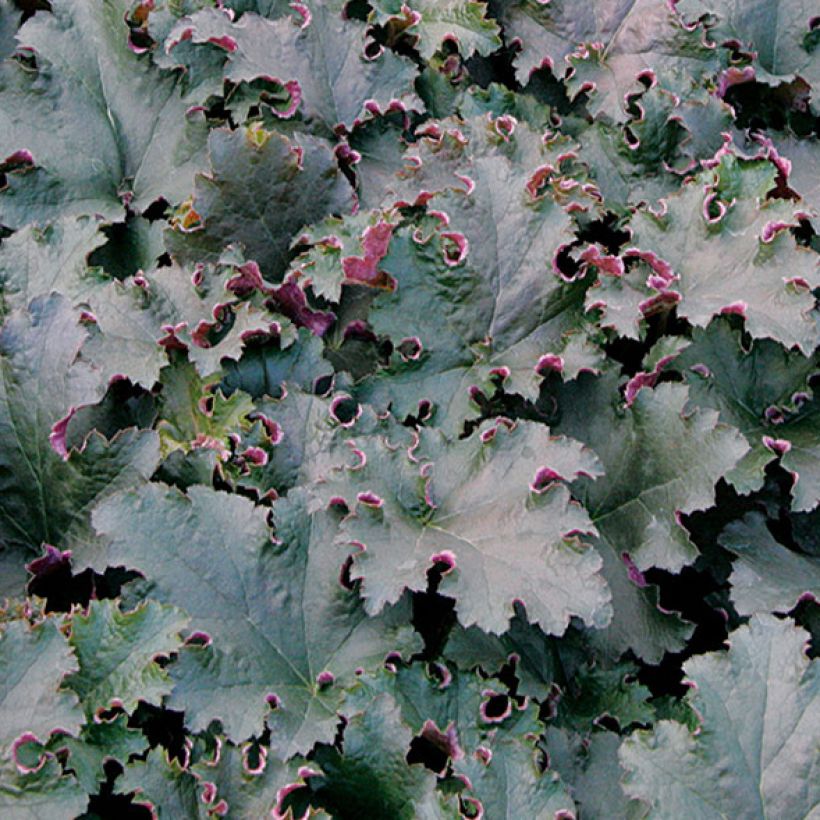 Heuchera Purple Petticoats (Follaje)