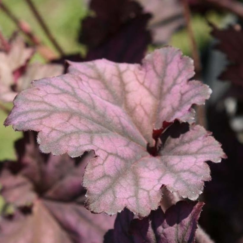 Heuchera Plum Pudding (Follaje)