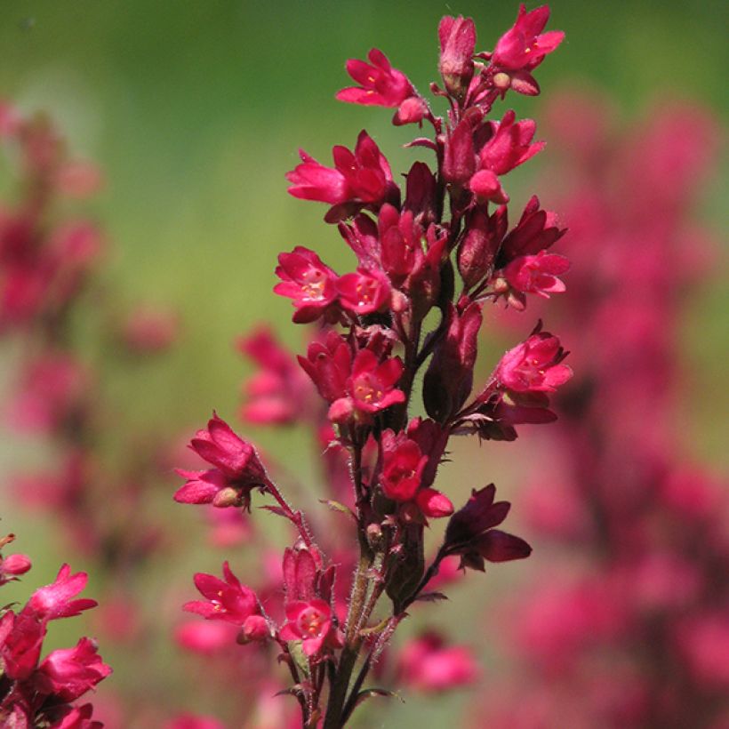 Heuchera sanguinea Leuchtkäfer (Floración)