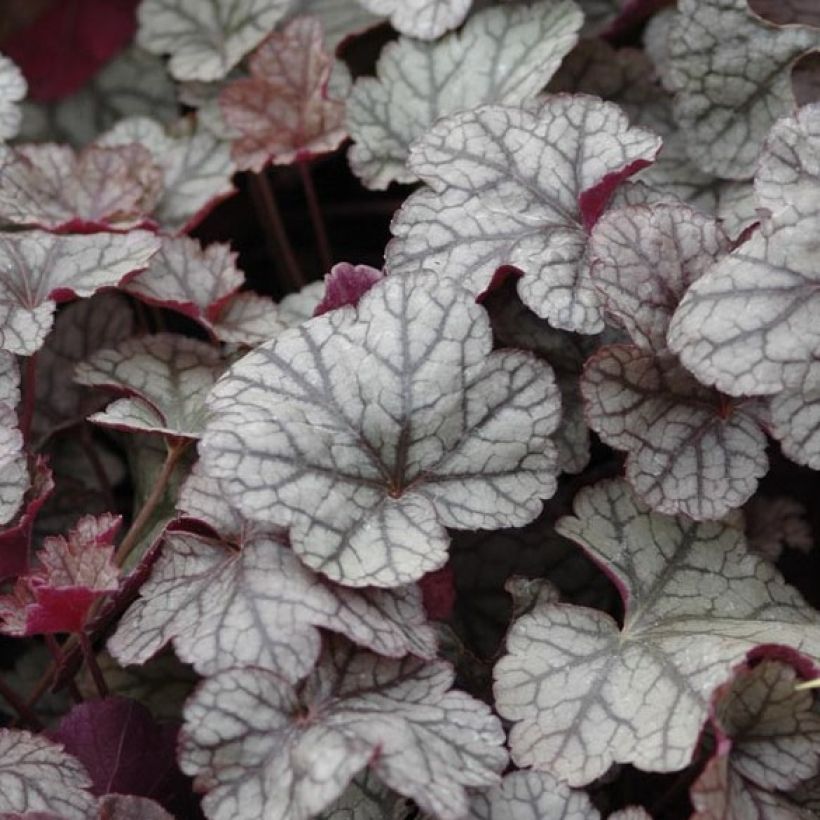 Heuchera Silver Scrolls (Follaje)