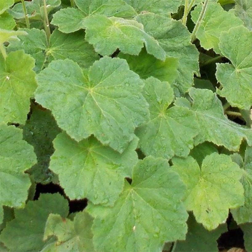 Heuchera villosa var macrorrhiza (Follaje)