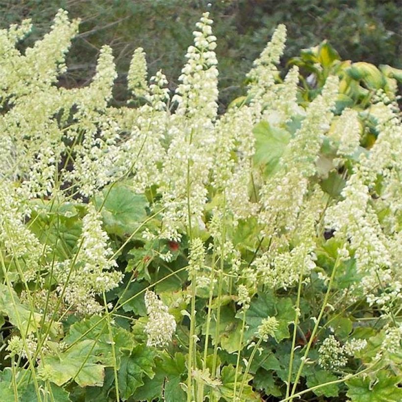 Heuchera villosa var macrorrhiza (Floración)