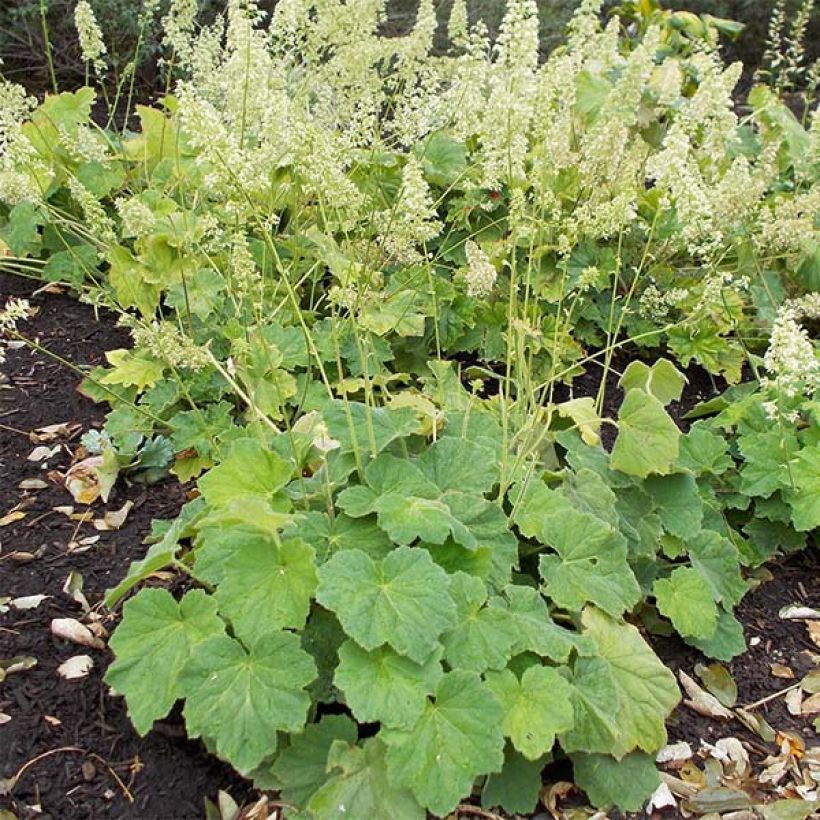 Heuchera villosa var macrorrhiza (Porte)