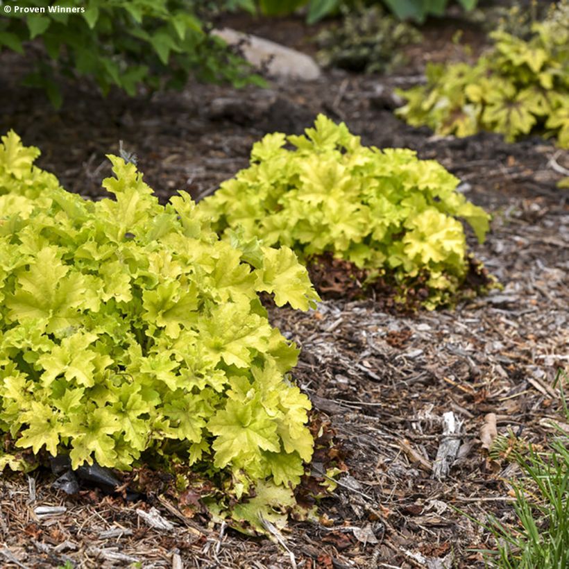 Heuchera Apple Twist (Porte)